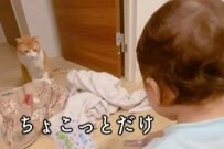 【猫の裏切り】 幼児とおままごと中に姿を消した猫　その後の展開に思わずほっこり