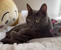 【あれ？】毛繕い中の猫が舌をしまい忘れる　「誤魔化しているような表情」がたまらない