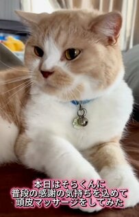 【予想外の表情に…】猫に頭皮マッサージをすると→まさかの変化に思わず目が釘付け！