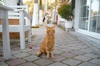 「商人が被害を受けてる」トルコのカフェを占拠した生物　可愛い正体にホッコリ