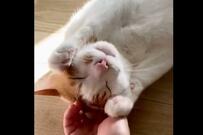 甘え方が可愛すぎる保護猫さん　仕草から家族の大きな愛が伝わる