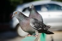 スズメの撮影中に現れた「ハトの存在感」がエグい…　主役級の立ち姿に「最高」「どうしてこうなった」