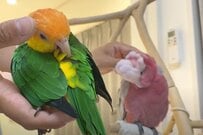 運動を拒否する「インコたちの様子」に思わず二度見　「かわいすぎる抵抗」にキュンとしてしまう