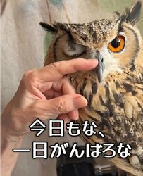 【パワーをもらったフクロウ】朝のごあいさつが元気の源！おばあちゃんに力をもらう姿が可愛すぎると話題！