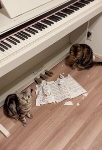 「ビリビリ事件」の現場写真を並べると共通点が…2匹の猫、犯人はどっち？わんぱく猫ちゃんたちに癒される