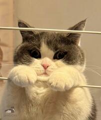 洗濯物干しが好きな猫　器用に座る姿に思わず見入ってしまう