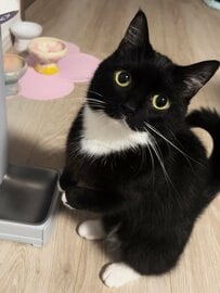 【癒し】新種の恐竜！？「メシマチザウルス」と呼ばれた可愛すぎる猫ちゃんが話題！