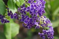 【玄関先にひと鉢】春から初夏に上品な花を咲かせる《低木3選》良い香りの花木、四季を通じて楽しめる花木など