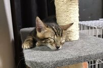 電池切れでスヤスヤ眠る猫がかわいいとTwitterで話題に！