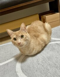 「なんかちょっとムキムキじゃない？」屈強なボディに見えてしまう元保護猫ちゃんのくつろぎ方が面白い 