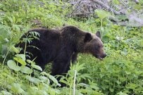 自宅に残された「クマの痕跡」に思わず目を疑う　クマが好む意外な匂いに「知りませんでした」「怖すぎるって」