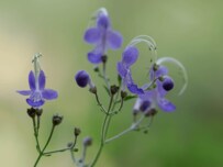 NHK朝ドラ『らんまん』主人公のモデル「牧野富太郎」とは？博士が愛した草花も紹介