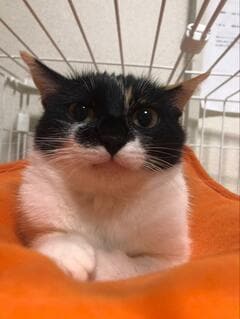 【キュン】小さいときもありましたよ！もちもち猫ちゃんの子猫の頃の写真にいいねが殺到！