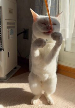 「表現豊かで素敵」な猫ちゃん…変顔→さらにヤバい変顔に吹き出す！「立ち姿」の人っぽさも凄い