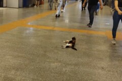 トルコ・イスタンブールの駅で撮影された猫　構内で涼む姿に思わずほっこり