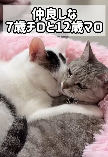 ラブラブな猫ちゃんたち】寒い日限定！？2匹の猫ちゃんが見せた貴重な