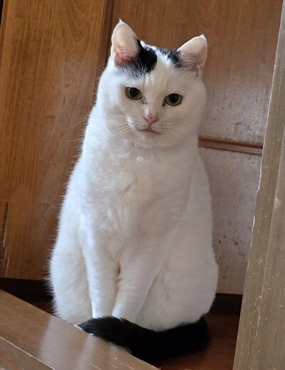 飼い主さんが寝ているときは「絶対邪魔しない」