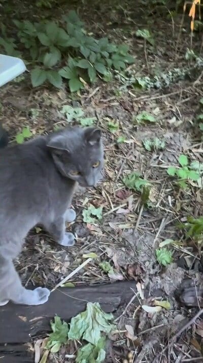 草むらのそばでこちらに顔を向ける灰色の猫