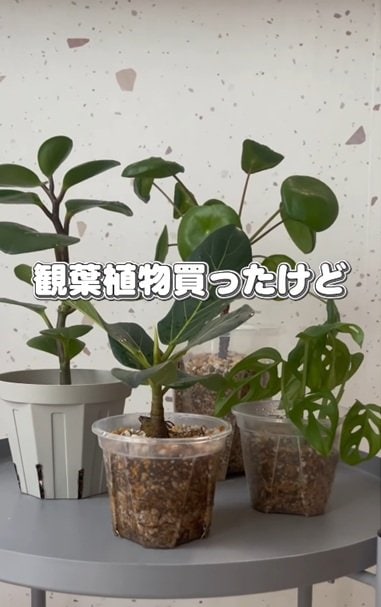 投稿の画像