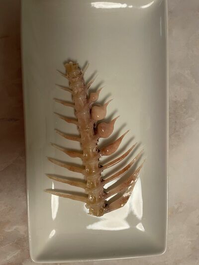 明らかに目立つコブがついています