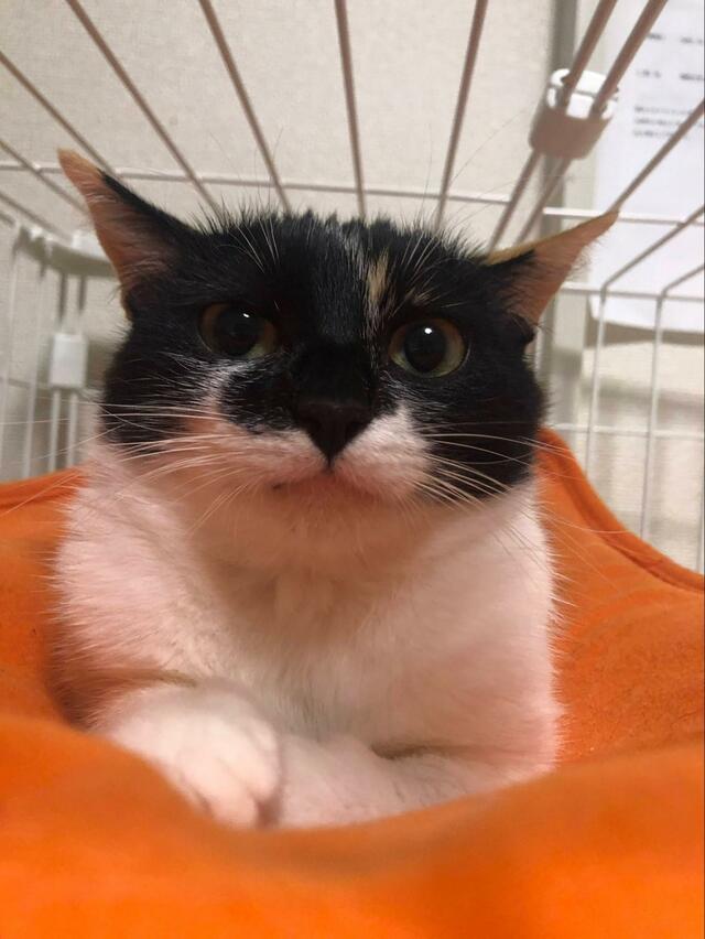 【キュン】小さいときもありましたよ！もちもち猫ちゃんの子猫の頃の写真にいいねが殺到！