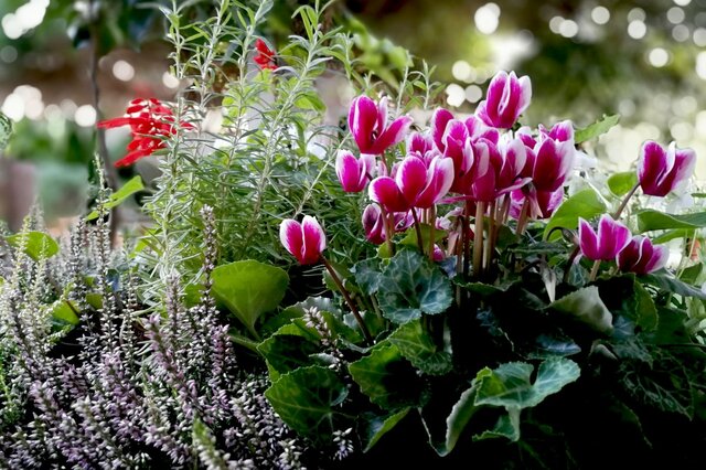 冬にオススメの花「ガーデンシクラメン」寄せ植えの作り方＆相性のよい植物は？