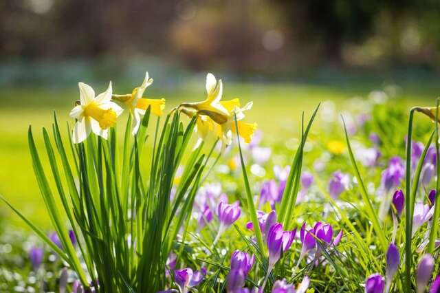 植えっぱなしで毎年咲く！玄関を彩るおしゃれな多年草5選【今からでも間に合う】