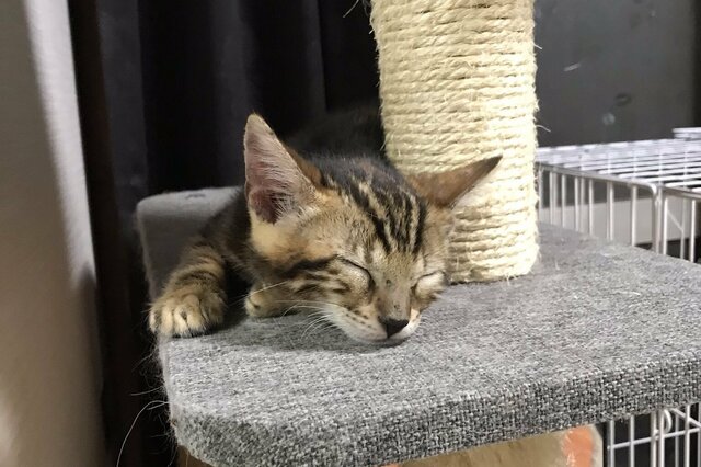 電池切れでスヤスヤ眠る猫がかわいいとTwitterで話題に！