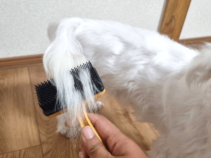 しっぽの毛もブラシのおかげでからまりがなくなりました