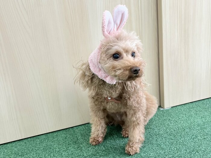 うさぎの耳はしっかりと立つように縫い付けられており、写真映えも!