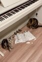 「ビリビリ事件」の現場写真を並べると共通点が…2匹の猫、犯人はどっち？わんぱく猫ちゃんたちに癒される