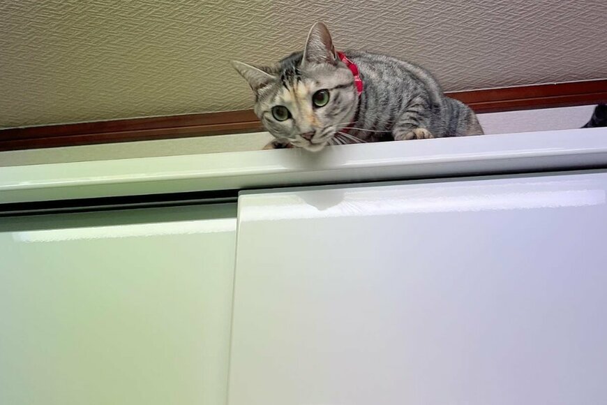 出所：@hikaitimilky