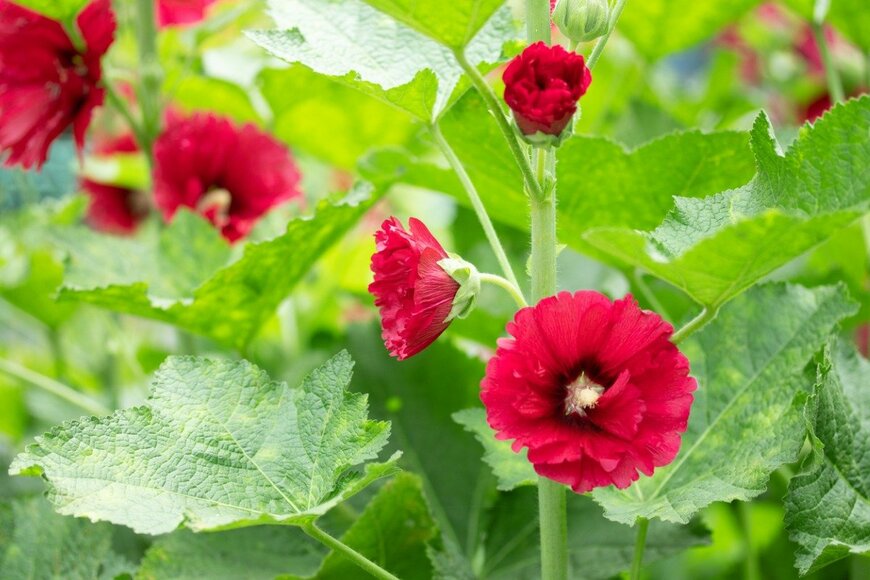 Hana-Photo/istockphoto.com