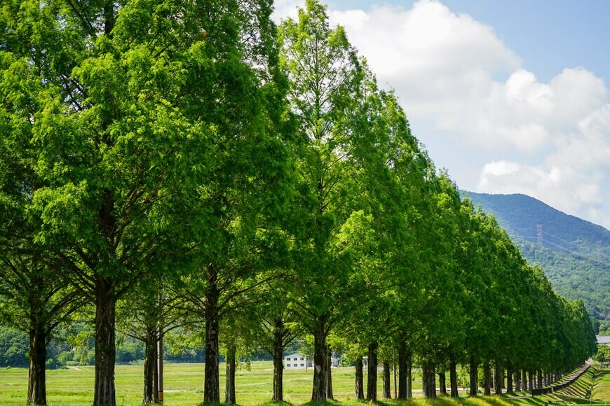 ryota.www/shutterstock.com