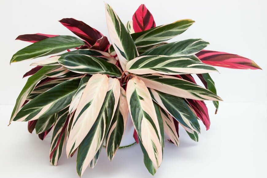 Rosie Fraser/shutterstock.com