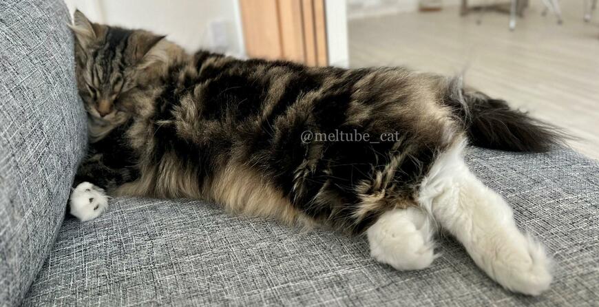 出所：@meltube_cat