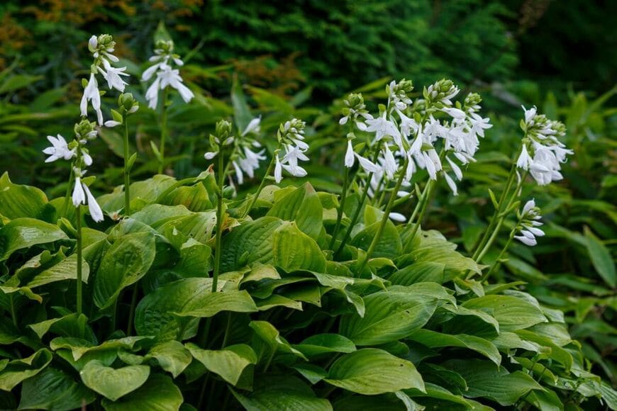 【植えっぱなしで手間いらず】半日陰の庭でも美しく育つ《ローメンテな多年草》3選。シェードガーデンの主役に