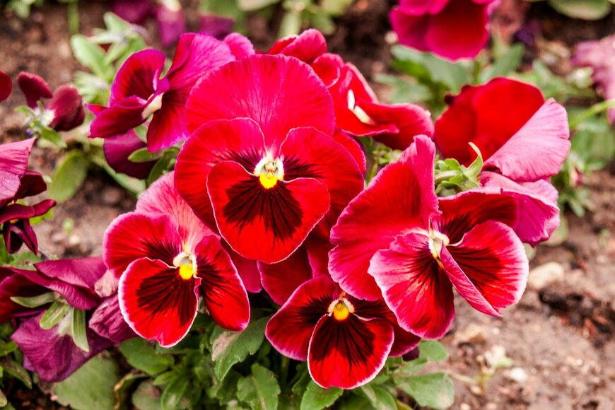 Nick Pecker/istockphoto.com