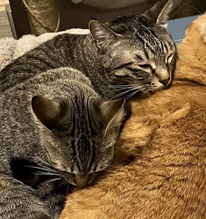 出所：@kagisuzu0531