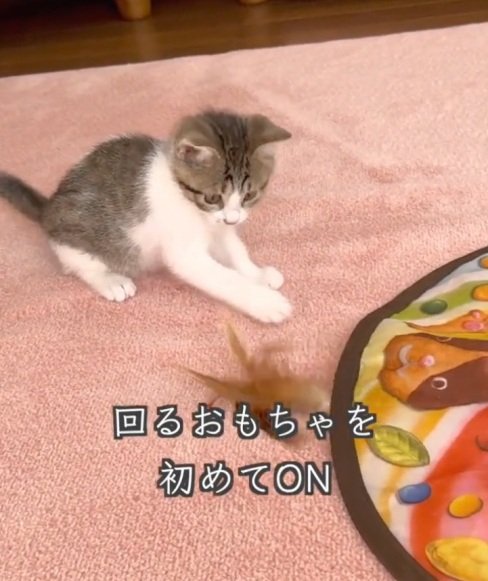 出所：＠lumi.towncat