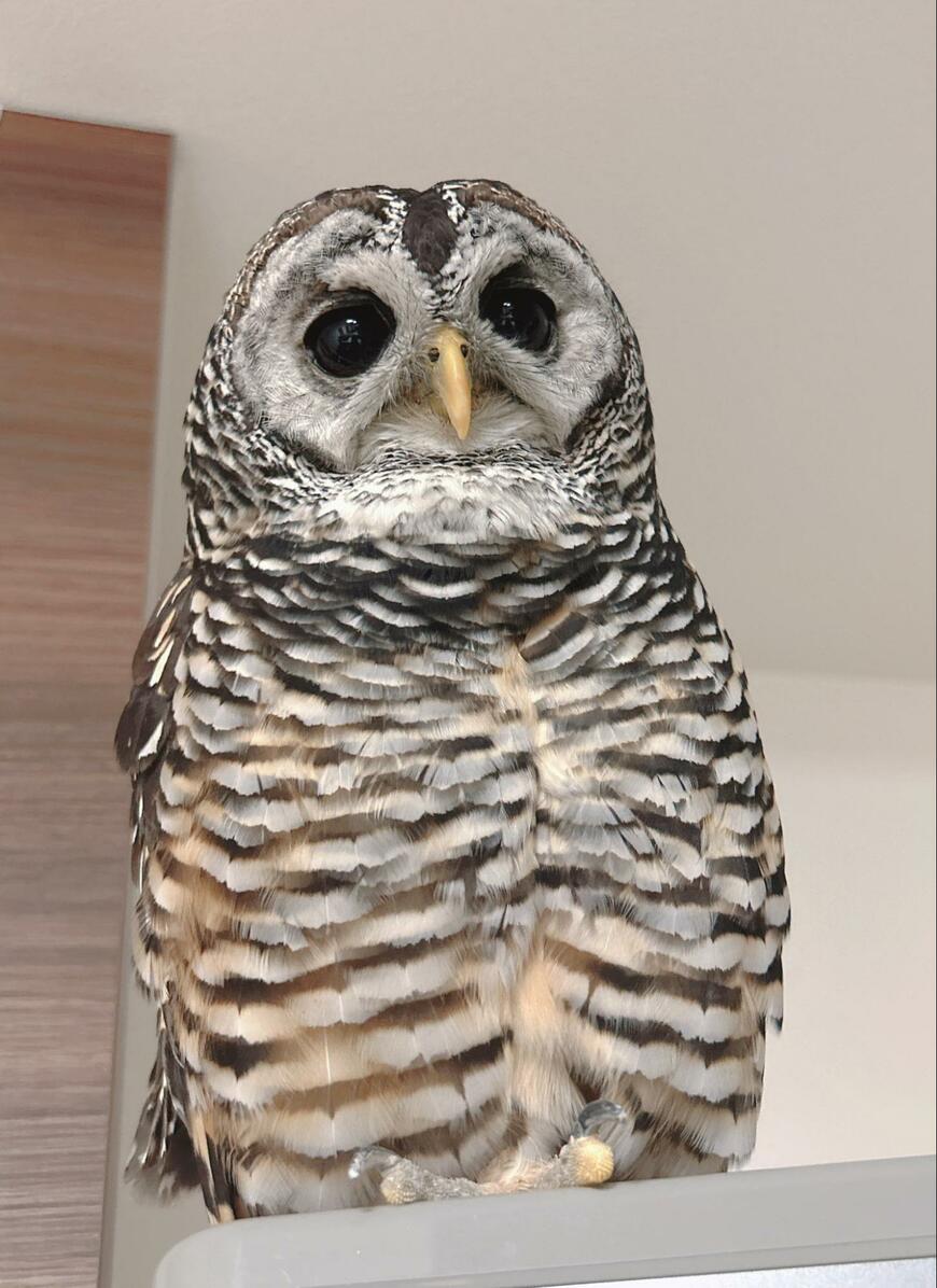 出所：@kanata_akas