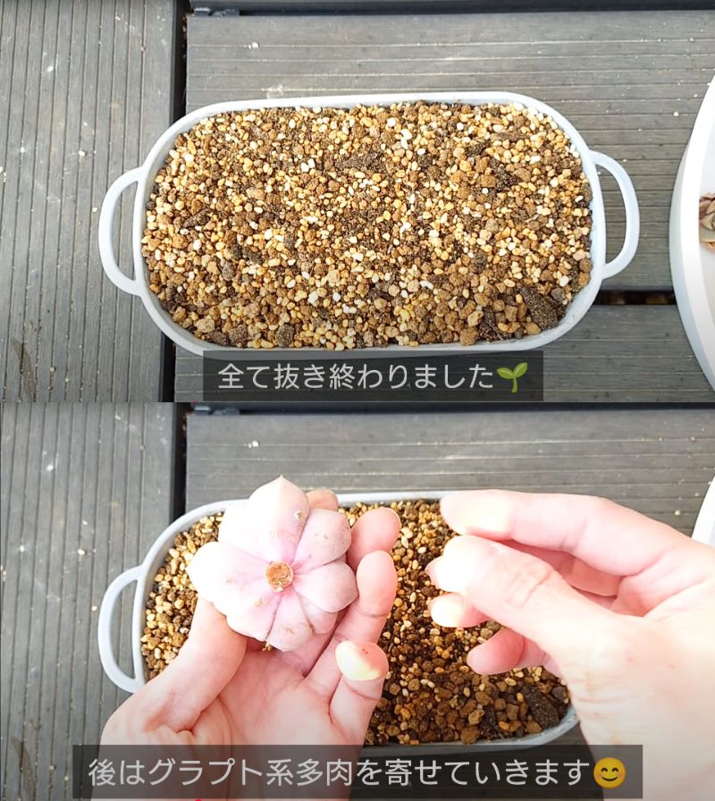 出所：@chachaの多肉事