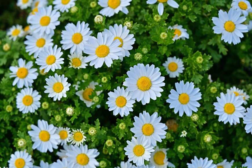                                                                 scott mirror/shutterstock.com