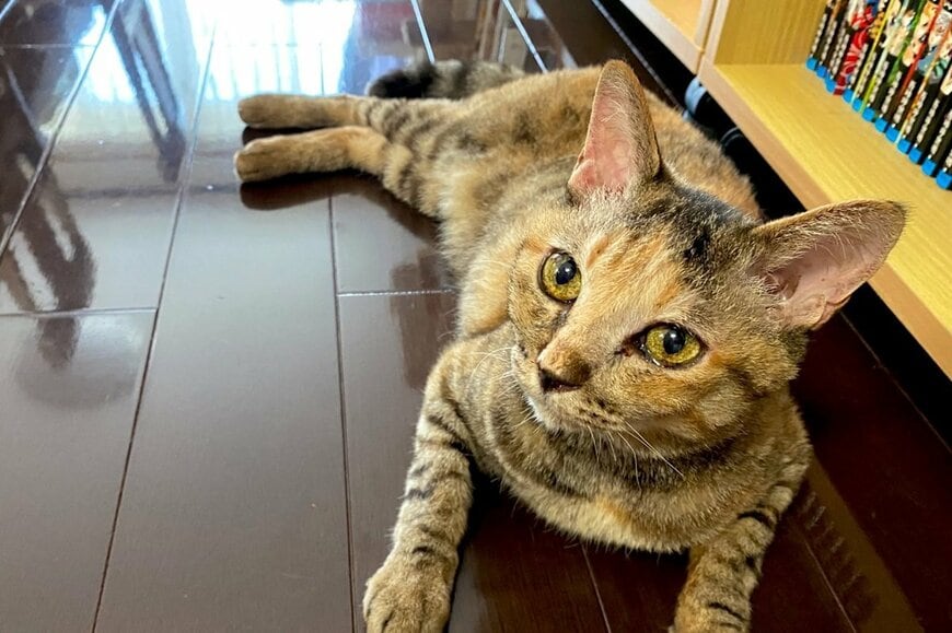 日光に照らされている「猫の状態」に思わず笑ってしまう　「日焼けサロンかな？」
