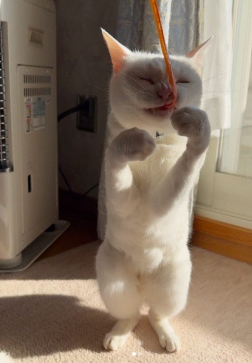 「表現豊かで素敵」な猫ちゃん…変顔→さらにヤバい変顔に吹き出す！「立ち姿」の人っぽさも凄い