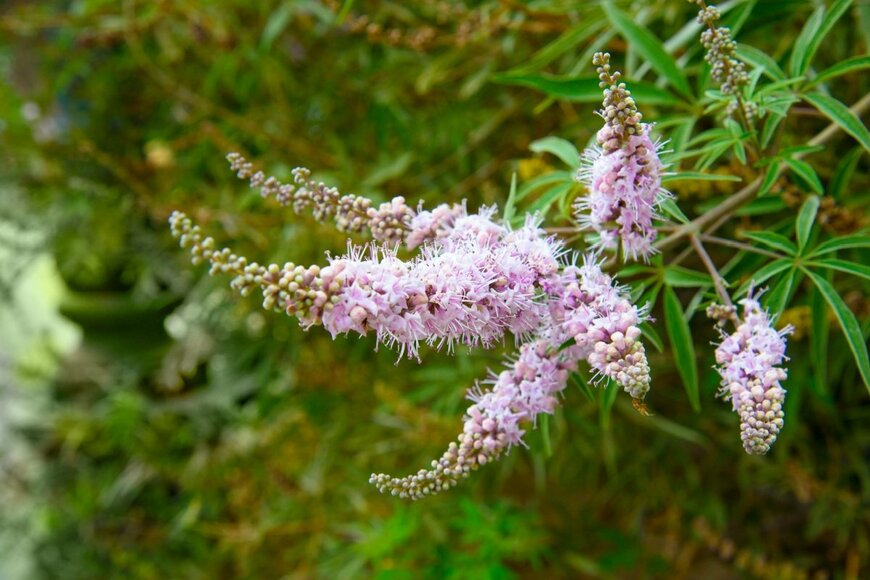 【暑さと西日に強い夏の花】「植えっぱなし」で真夏の庭が華やか！「丈夫で育てやすい低木」3選