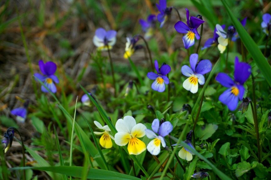 awafijolek/istockphotocom