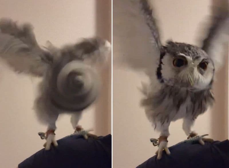 出所：@purinon2929k