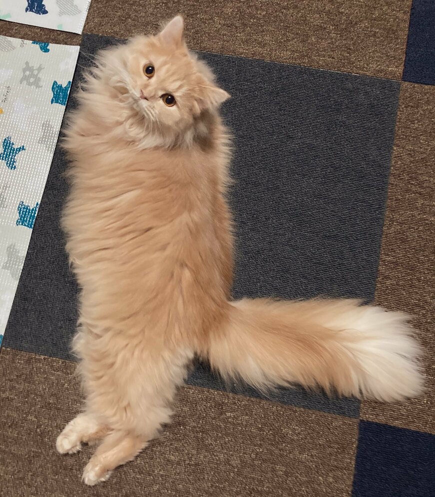 出所：@nyannyanSF