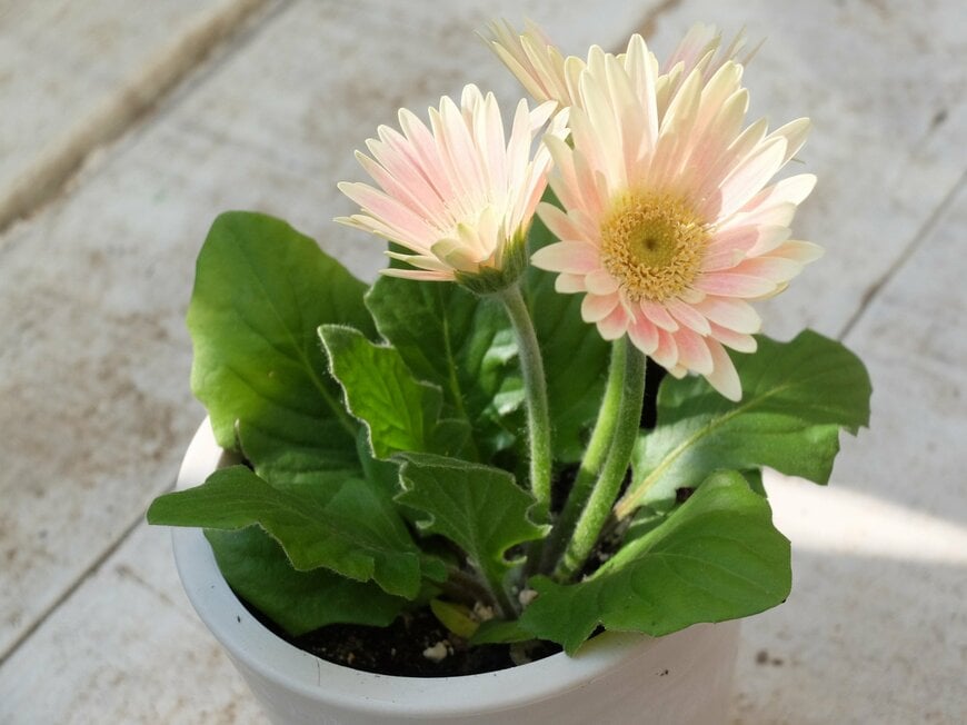 筆者撮影／セリア、ストーン風プランター